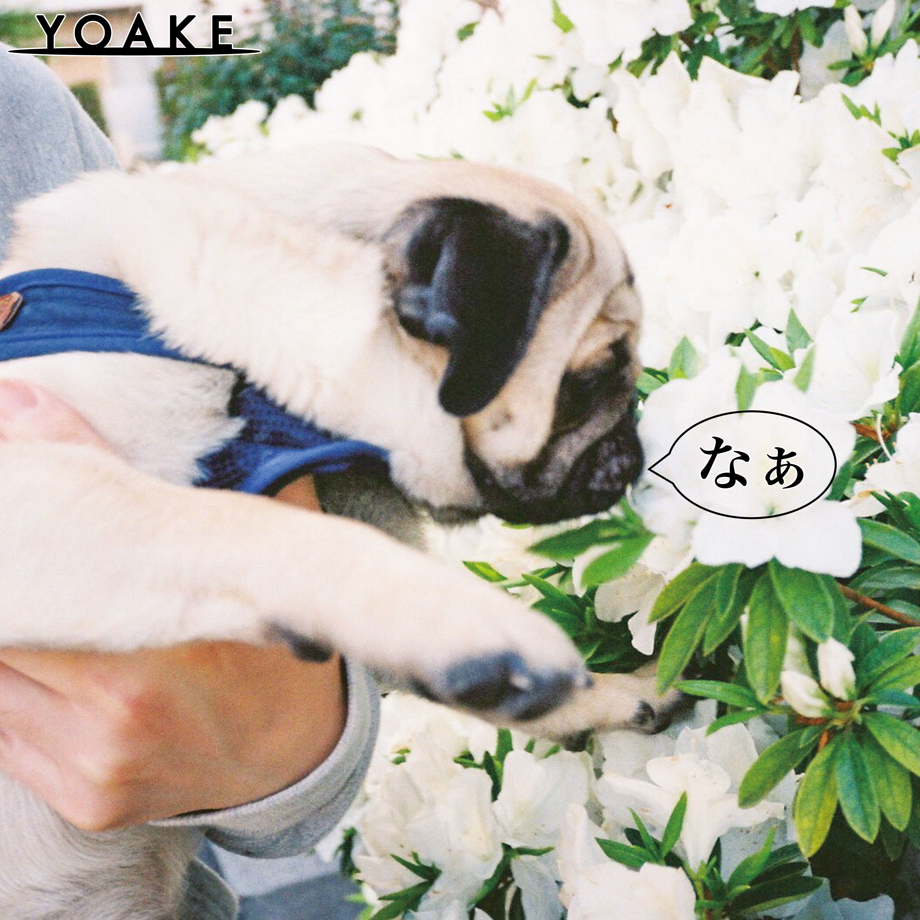 【今野杏南】YOAKEの新曲「なぁ」にMV出演！